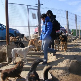 In martie 2015, doi medici veterinari din Taiwan, ne-au vizitat adapostul deschis din Bihor